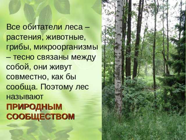 Животные лесной зоны россии: ежи, лисы, волки, барсуки и тигры :: syl.ru
