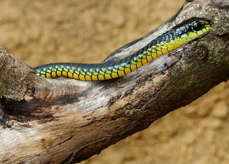 Самые опасные змеи в мире: рейтинг, описание, фото