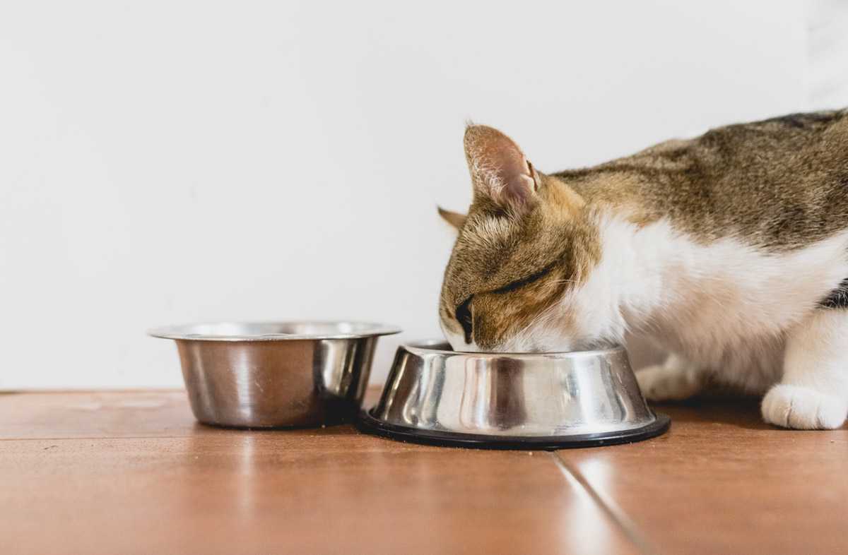 Как перевести кошку с сухого корма на натуральное питание