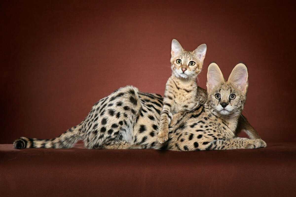 Самая дорогая порода кошек в мире: топ элитных котов