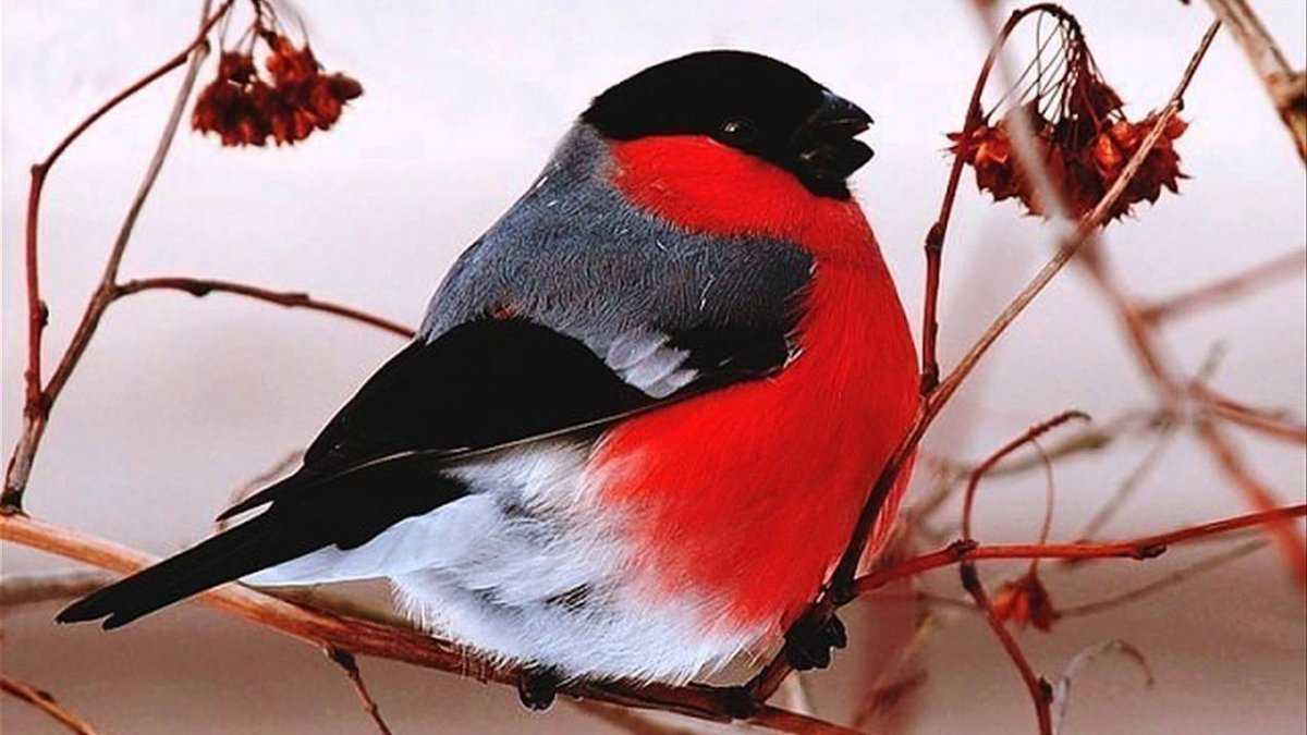 Зимующие птицы россии с названиями и фото для детей всех групп