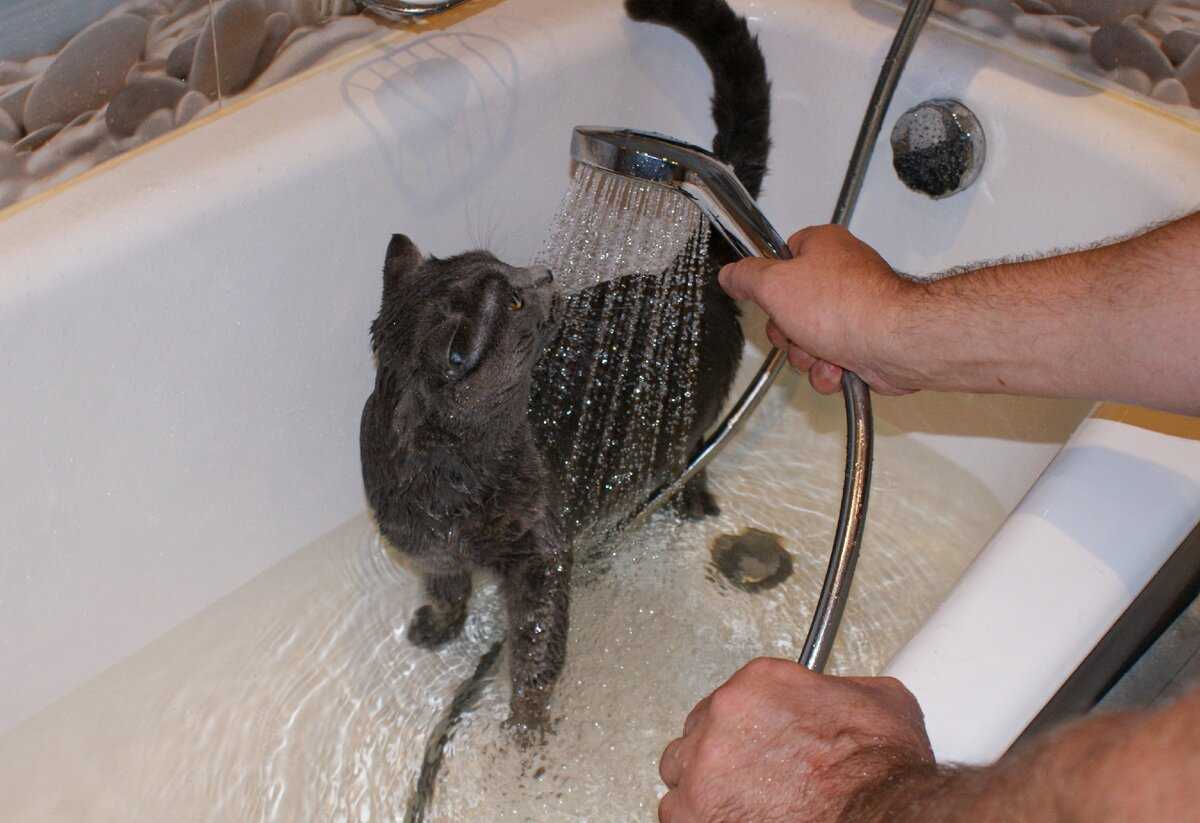 Почему кошки и коты так боятся и не любят воды