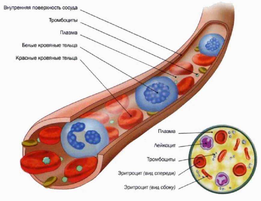 Схема из чего состоит кровь