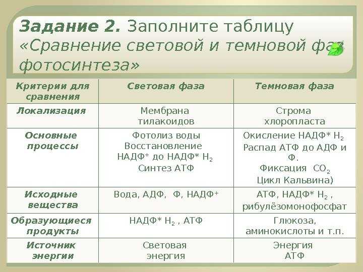 Биологический процесс фотосинтеза: сущность и формула, схема и подробное объяснение | tvercult.ru