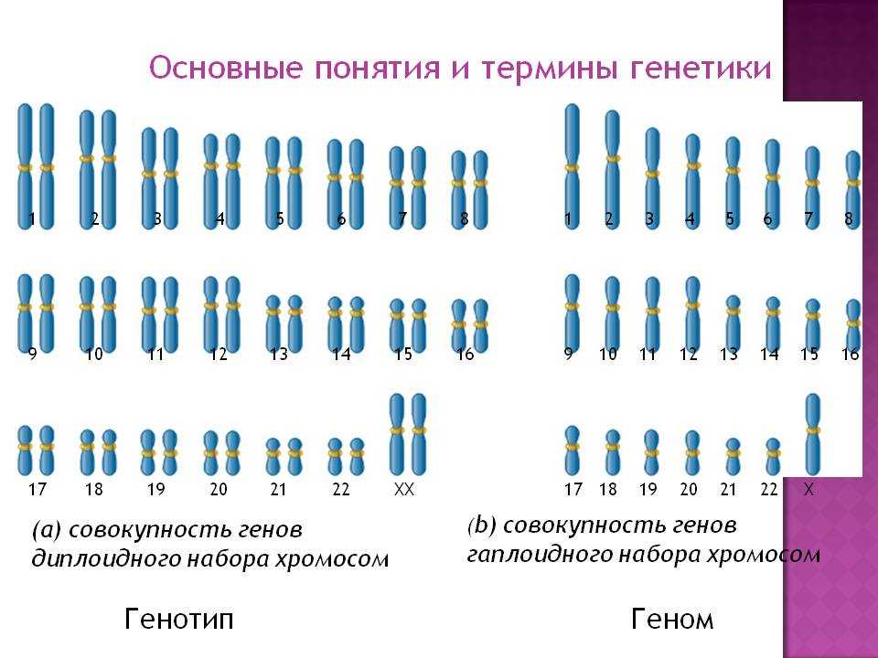 Схема хромосомного набора