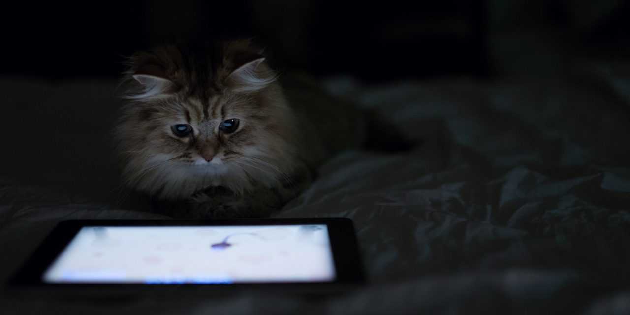 Игры для кошек на экране телефона онлайн: 10 лучших игр