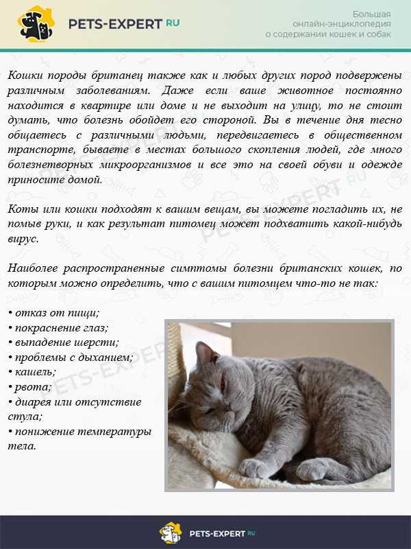 Мочекаменная болезнь у котов (мкб): причины, симптомы и лечение