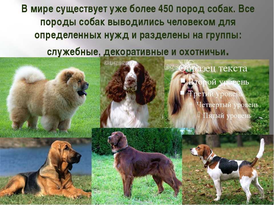 Топ 10 самых популярных и модных пород собак в россии и украине в 2022 году: фото с названиями. самые модные породы маленьких и средних собак для квартиры 2022 года