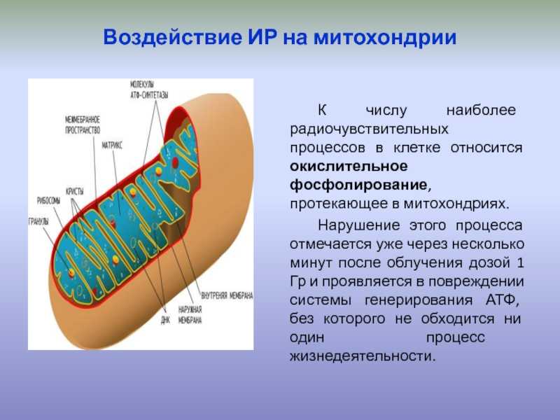 Митохондрии строение и функции, таблица, почему митохондрии называют энергетическими станциями клеток, внутренние структуры митохондрий, отличие от рибосом | tvercult.ru