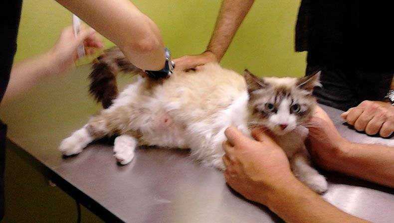 Мастит у кошек - медикаментозные и народные способы лечения заболевания (110 фото)