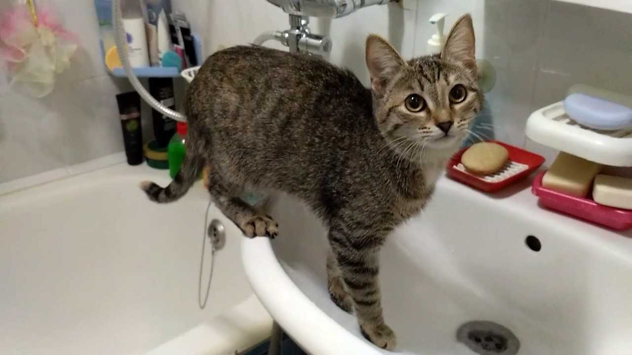 Почему кошки боятся воды - 90 фото и видео как приучить кота к купанию
