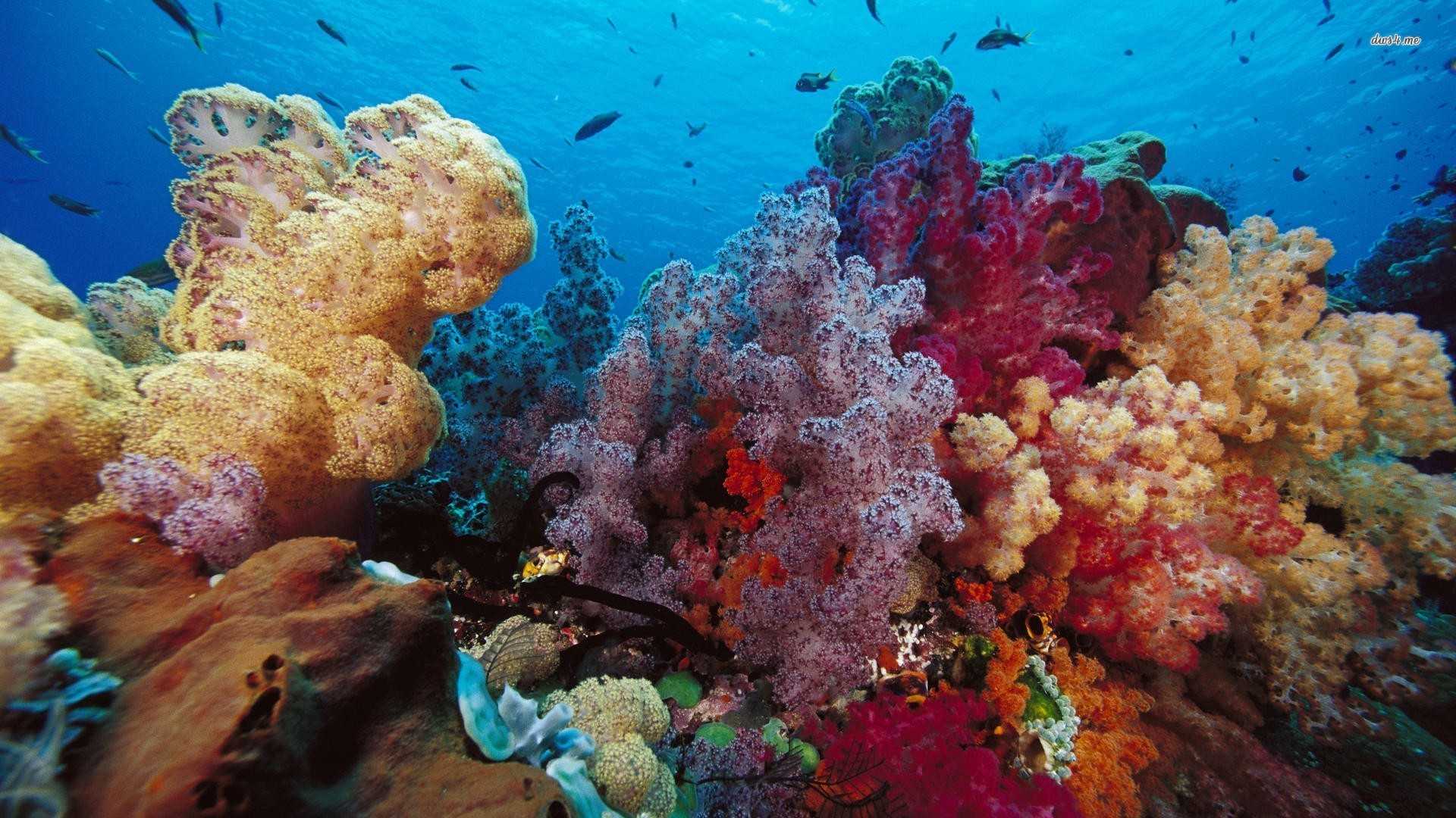 Обитатели крупнейшего в мире кораллового рифа – большого барьерного рифа