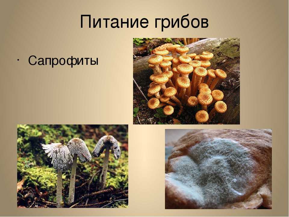 Сапротрофы роль в природе. Грибы сапрофиты 5 класс биология. Питание грибов сапрофиты. Шампиньоны почвенные сапрофиты. Сапрофитные грибы (сапротрофы).