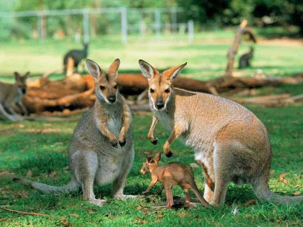 Есть ли у самца кенгуру на животе сумка для детенышей или нет?