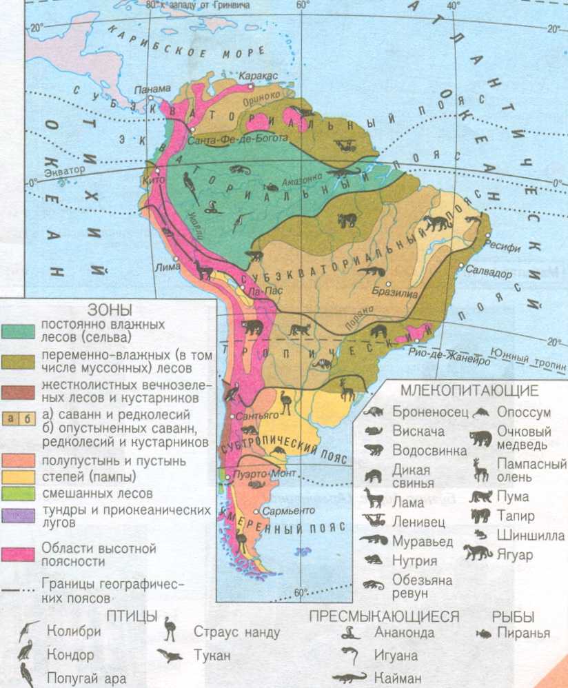 Природные зоны южных материков: особенности и географическое положение
