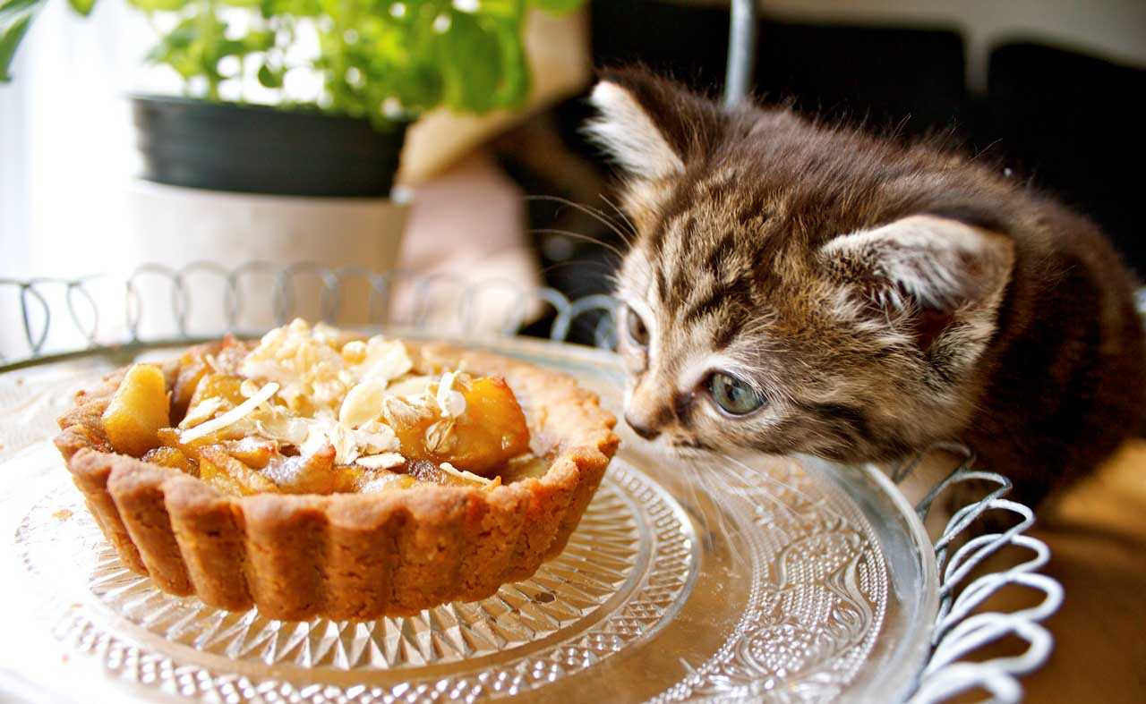 10 продуктов, которые кошки любят кушать больше всего | ваши питомцы