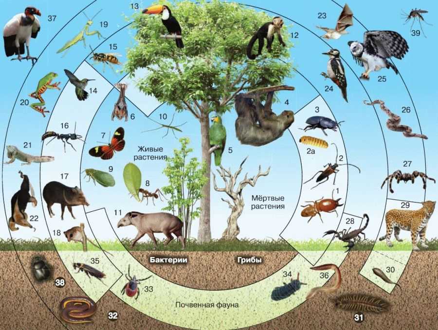 Естественная (природная) экосистема - характеристика, примеры и отличия — природа мира