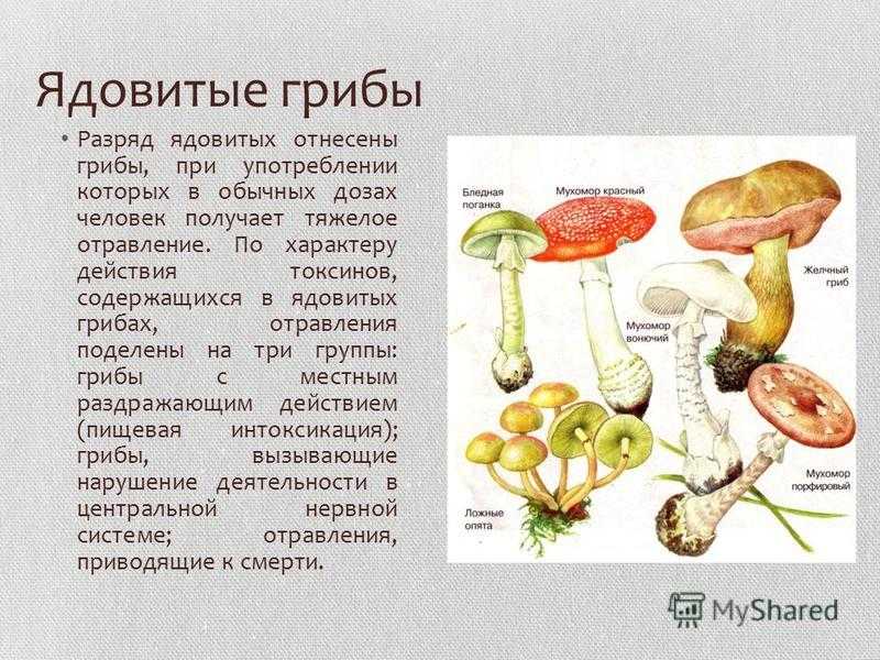 13 самых причудливых, необычных и редких грибов