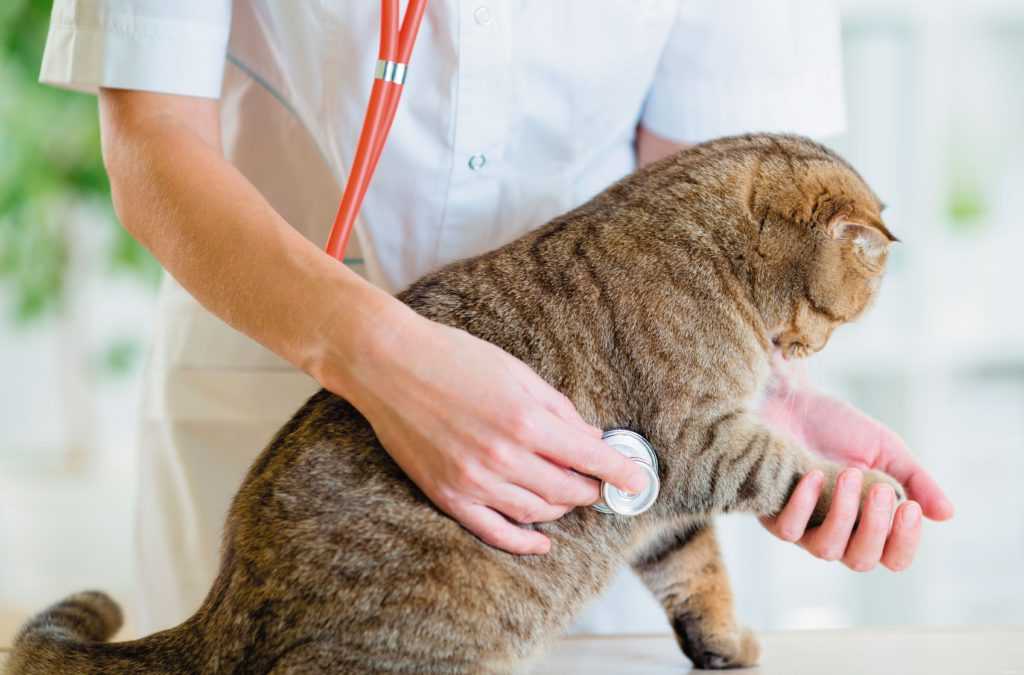 Лечение мастита у собак и кошек