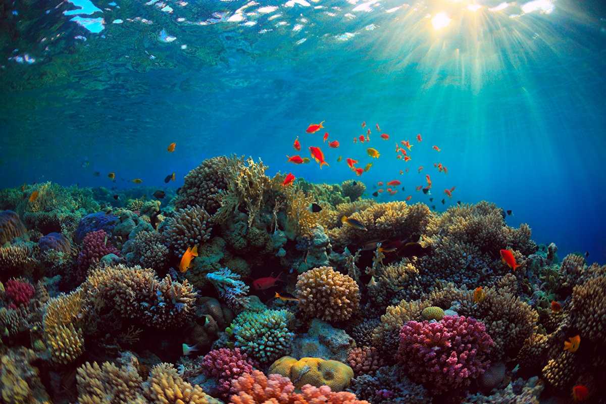Экосистема кораллового рифа