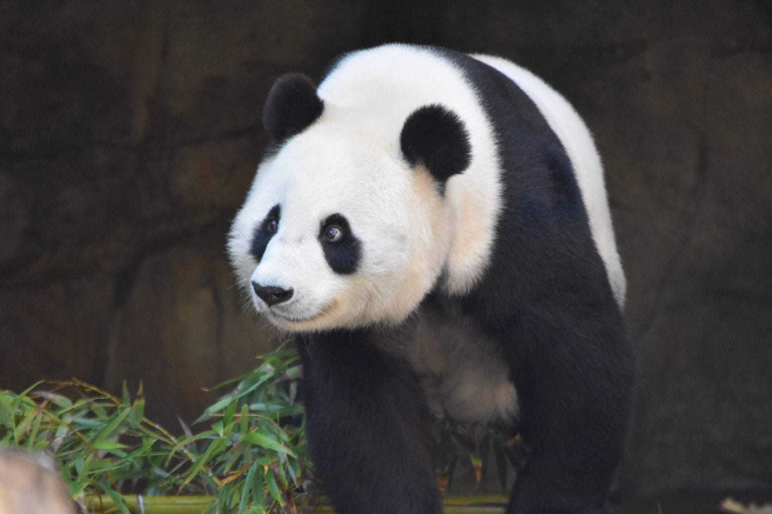 Панда животное. образ жизни и среда обитания панды | животный мир