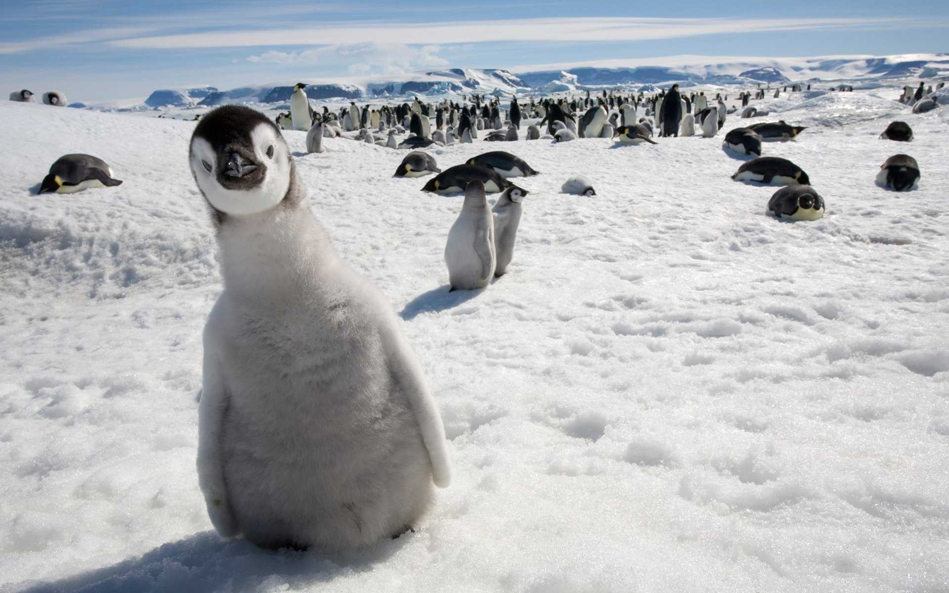 Пингвин — питание, места обитания, размножение и продолжительность жизни + 111 фото