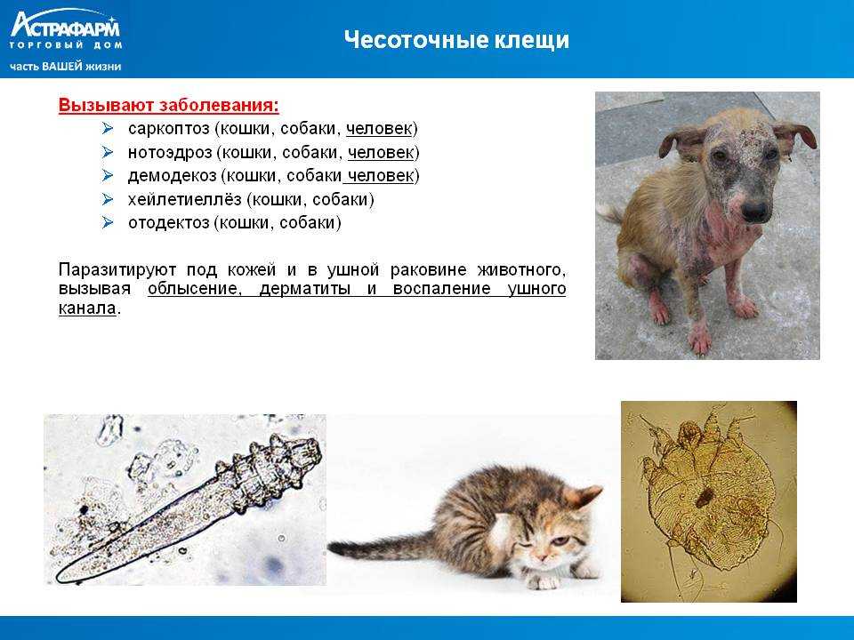 Симптомы, фото и лечение различных форм подкожного клеща у кошек