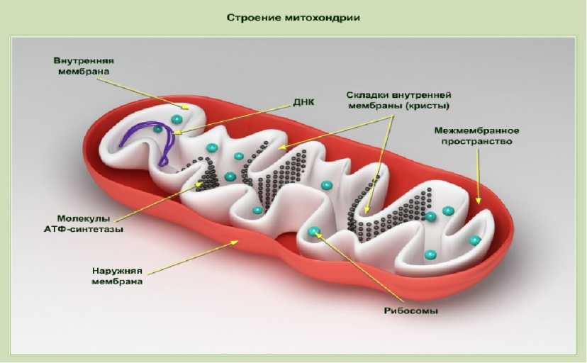 Строение, роль и основные функции митохондрий в клетке