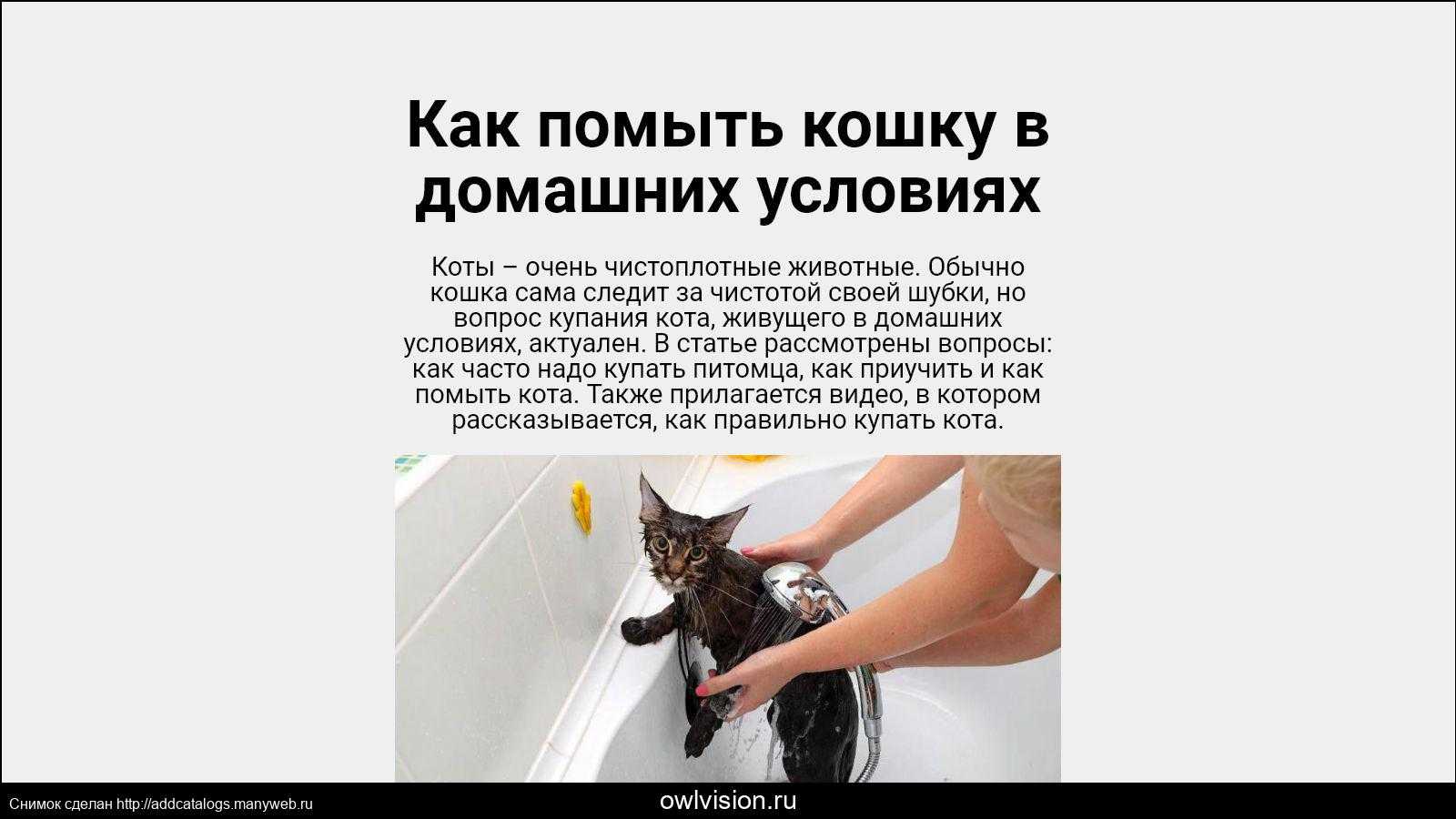 Купание котят: как и когда это лучше делать. как правильно купать котенка в первый раз и с какого возраста можно начинать?