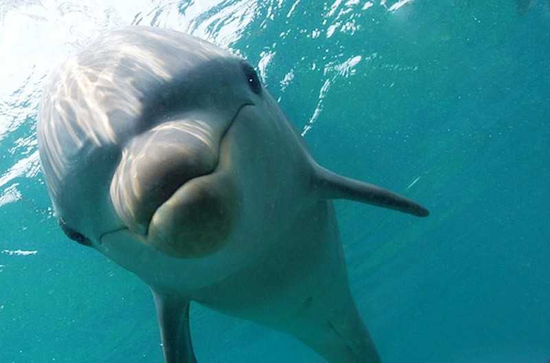 Дельфины – не рыбы и другие интересные факты об этих китообразных  | яблык