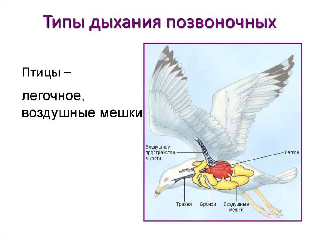 Нарисовать живых организмов с разными типами дыхания