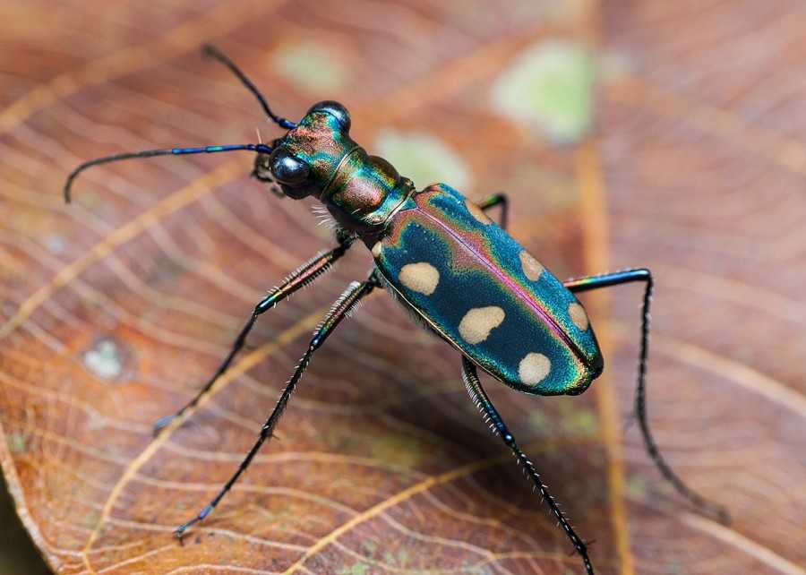 ОТВЕТ: Самым быстрым насекомым на Земле, известным науке, является вид австралийских жуков-скакунов - жужелица-скакун Cicindela hudsoni
