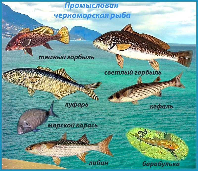 Рыбы обитающие в море