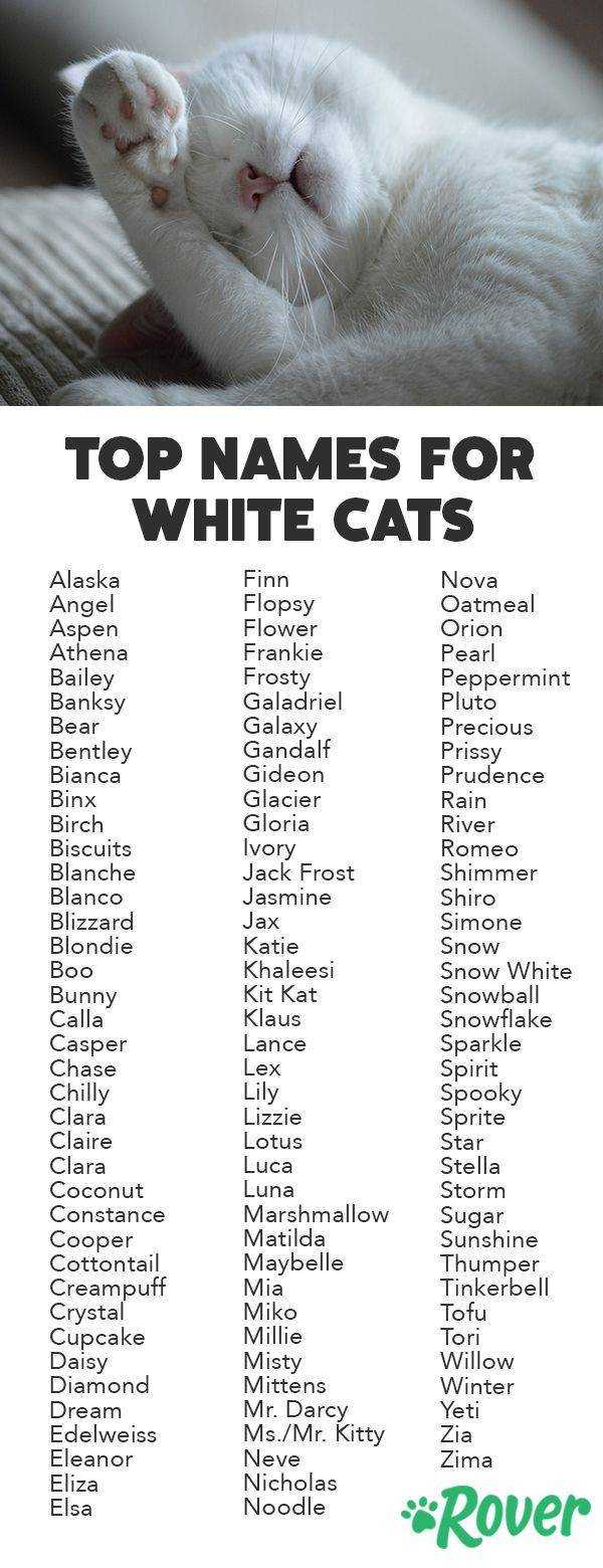 Кот или кошка: кого выбрать в качестве друга
