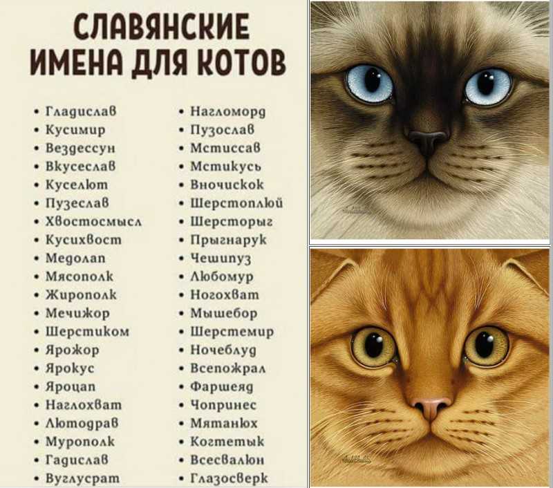 Самый полный список прикольных и смешных кличек для кота и кошки Имена на каждую букву алфавита Выделяйтесь Тут можно выбрать самую необычную кличку для котенка