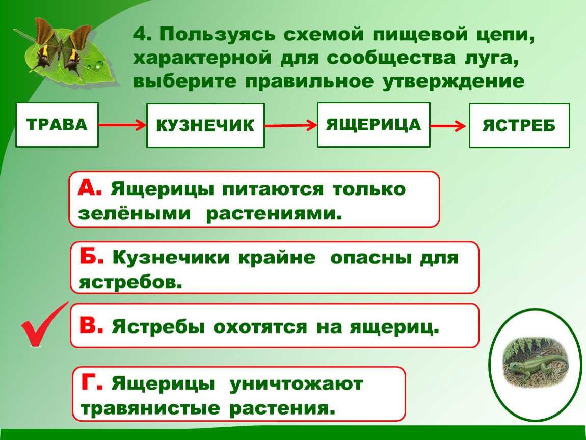 складіть ланцюг живлення на луці влітку