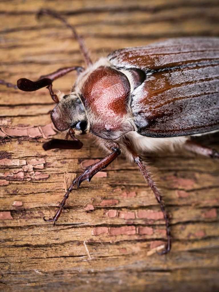 Что едят майские жуки и кто ест их: факты, описание, методы борьбы, личинки, видео