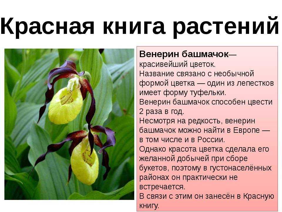 На сегодняшний день в Красную книгу Красноярского края включены более 400 видов растений О некоторых из них мы расскажем в этой статье
