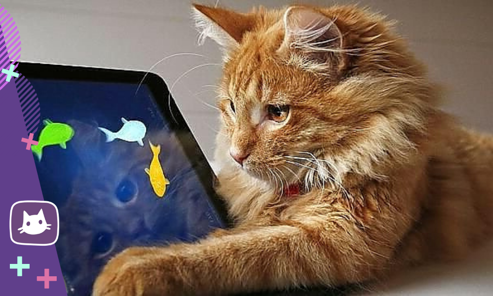 Лучшее видео для кошек: топ 10 игр на экране компьютера или планшета для вашего питомца