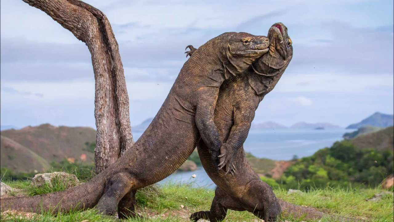 Двадцать самых крупных рептилий эпохи динозавров - динофакты