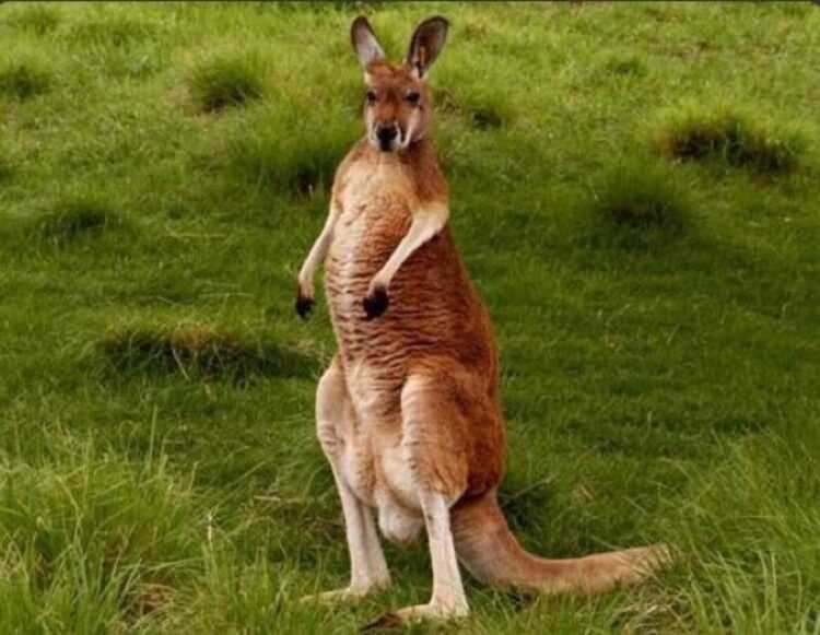 Кенгуру – своеобразное австралийское животное