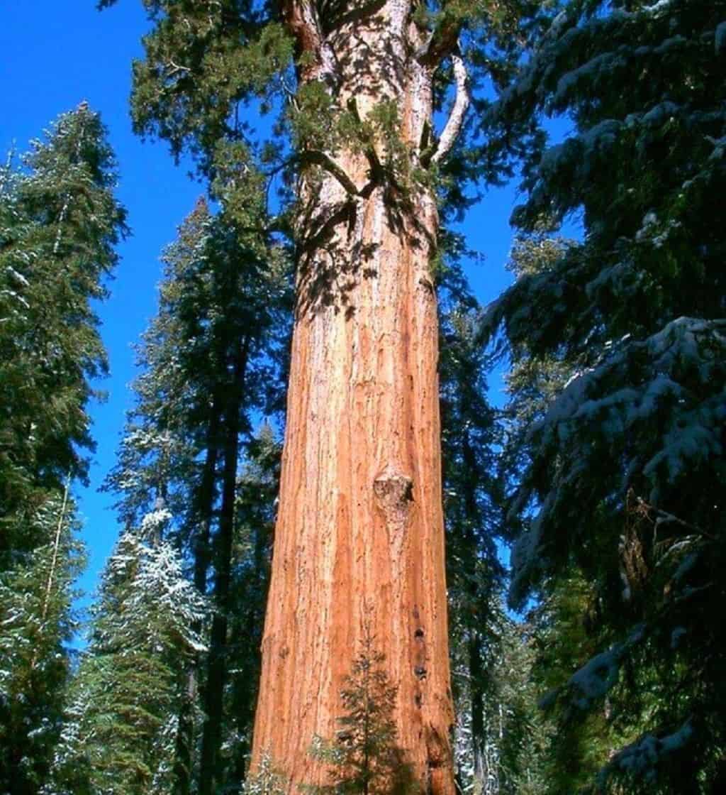 Самое Высокое Дерево На Планете Земля