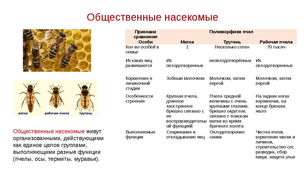 Размножение насекомых - frwiki.wiki