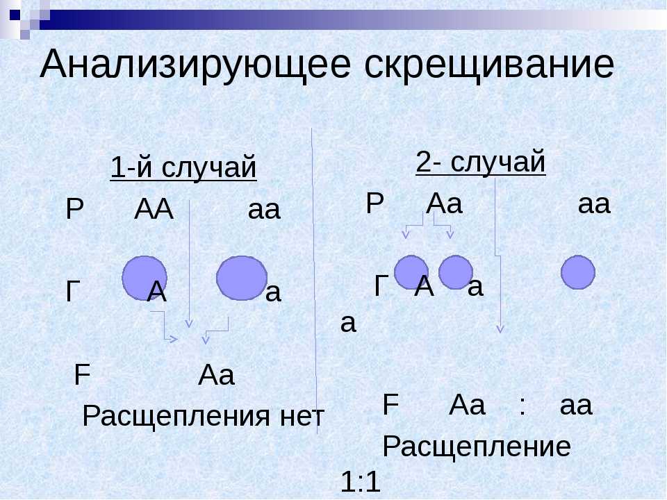 Скрещивание это. Схема анализирующего скрещивания. Анализирующее дигибридное скрещивание. Анализирующее скрещивание. Анализирующее скрещивание это в биологии.