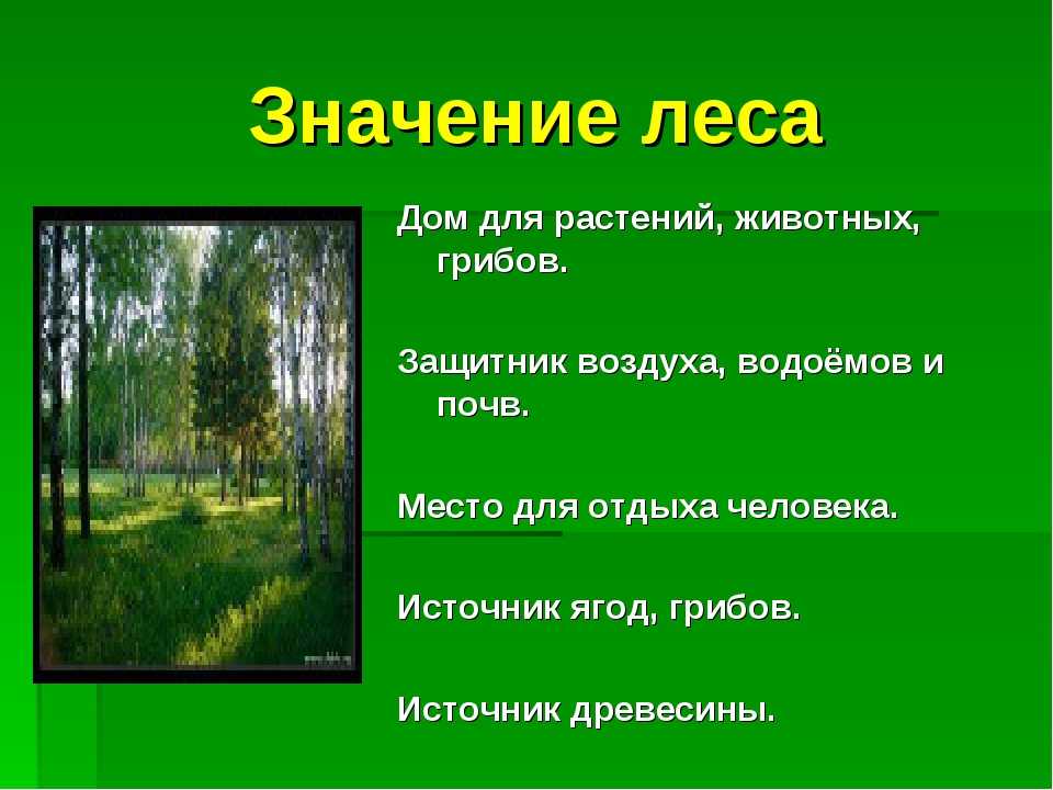Растения и животные широколиственных лесов :: syl.ru