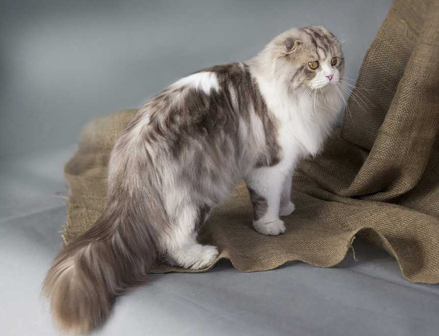 Узнайте как бороться с выпадением шерсти Обзор инструментов для грумминга Как вычесывать и ухаживать за шерстью пушистых и короткошерстных кошек