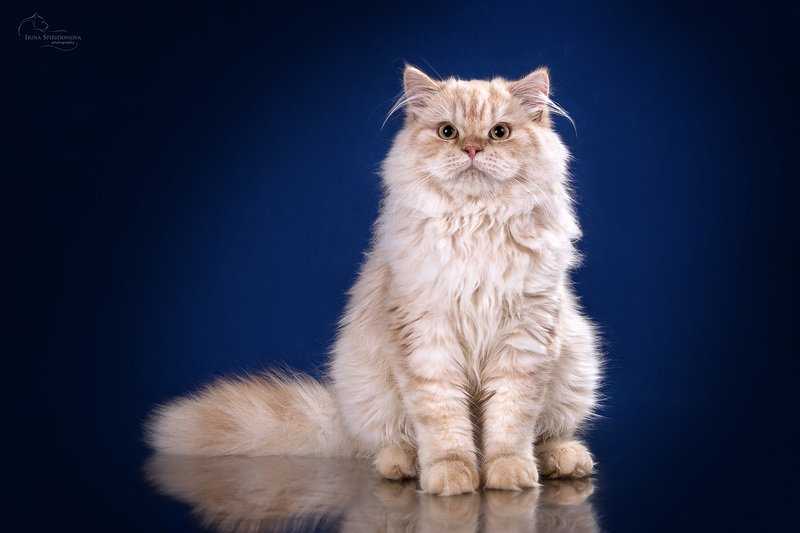 Характер британской длинношерстной кошки