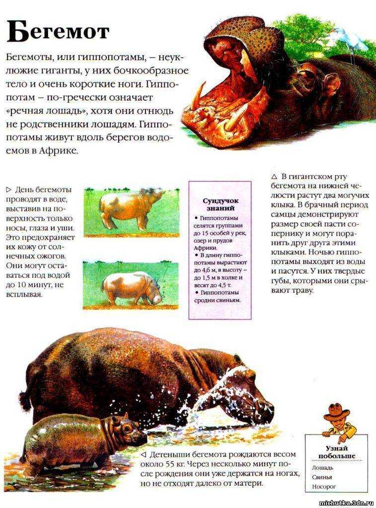 Биология бегемотов. обыкновенный бегемот, гиппопотам. hippopotamus amphibius linnaeus = (обыкновенный) бегемот, гиппопотам