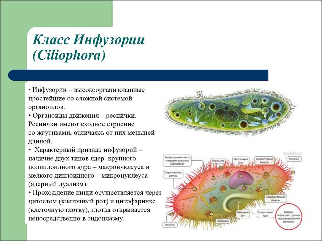 Амёба обыкновенная
