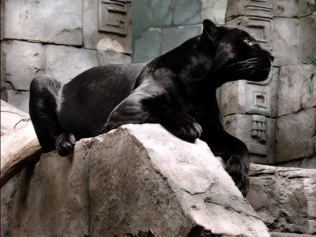 Черный ягуар и пантера в чем разница. чем ягуар отличается от пантеры: описание и отличия